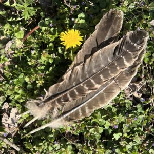 Turkey, smudging feather
