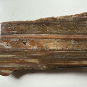 Petrified Wood Slab, Grounding Stone, Stability, Emotional Balance 1
