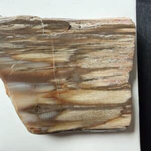 Petrified Wood Slab, Grounding Stone, Strength, Endurance 4