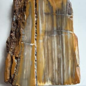 Petrified Wood Slab, Grounding Stone, Balance, Harmony 5