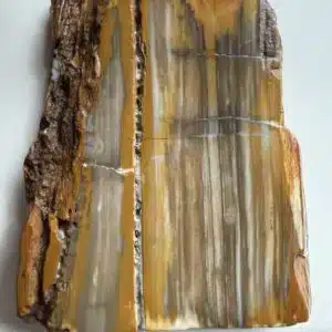 Petrified Wood